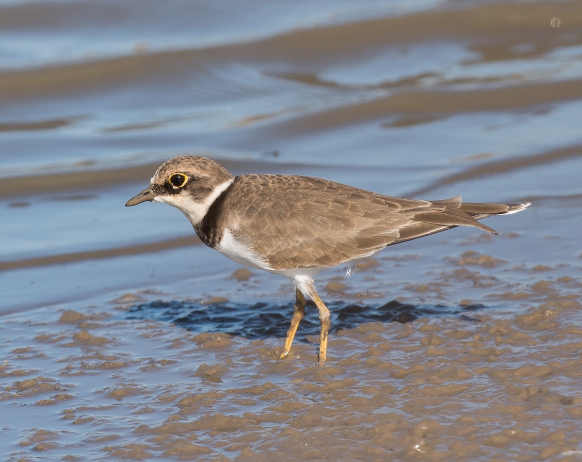 Little Ringed Plover - Kai Pflug