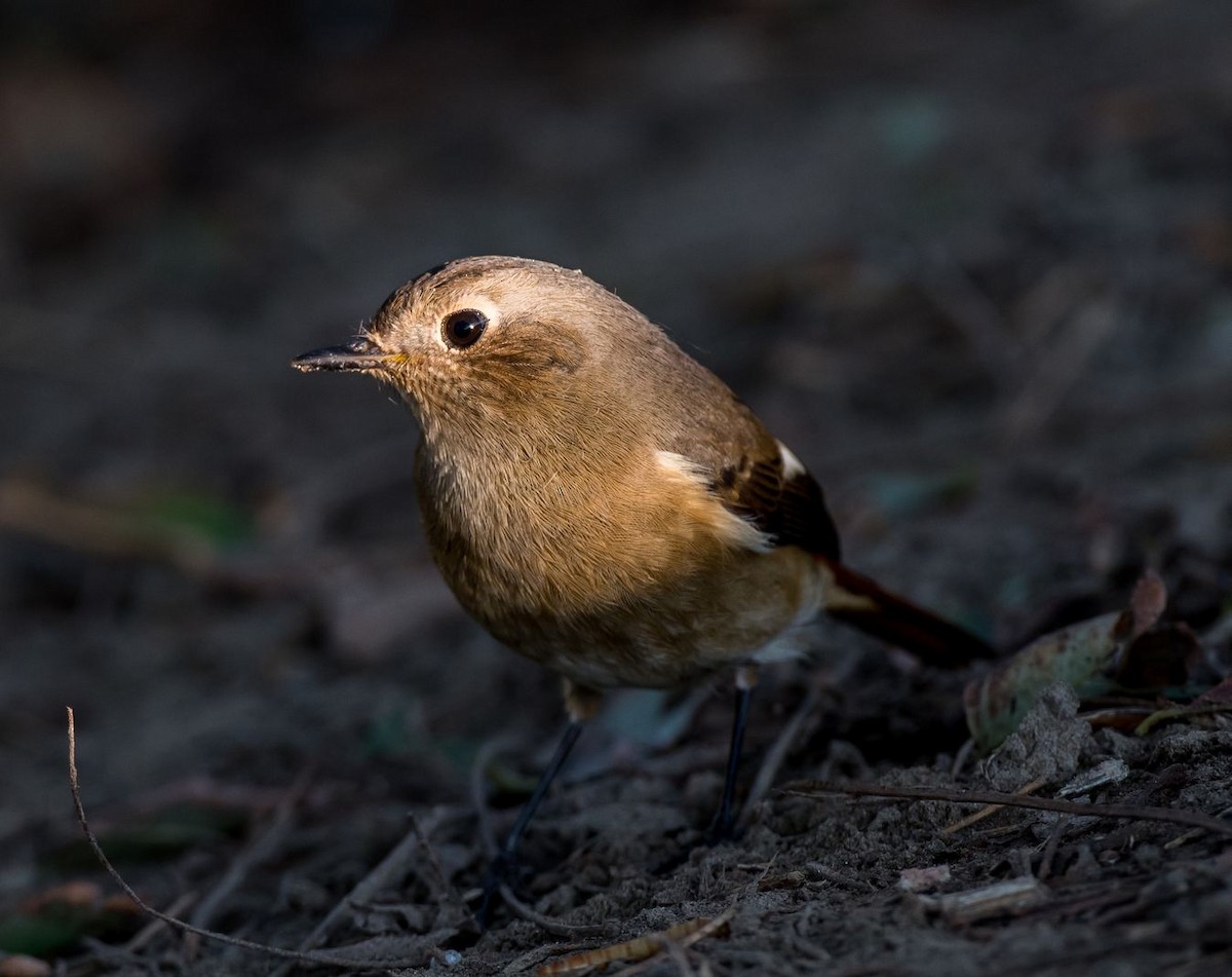 Daurian Redstart - ML71247921