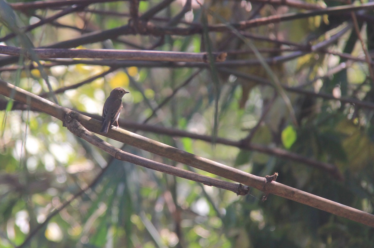 Taiga Flycatcher - Marcos Wei