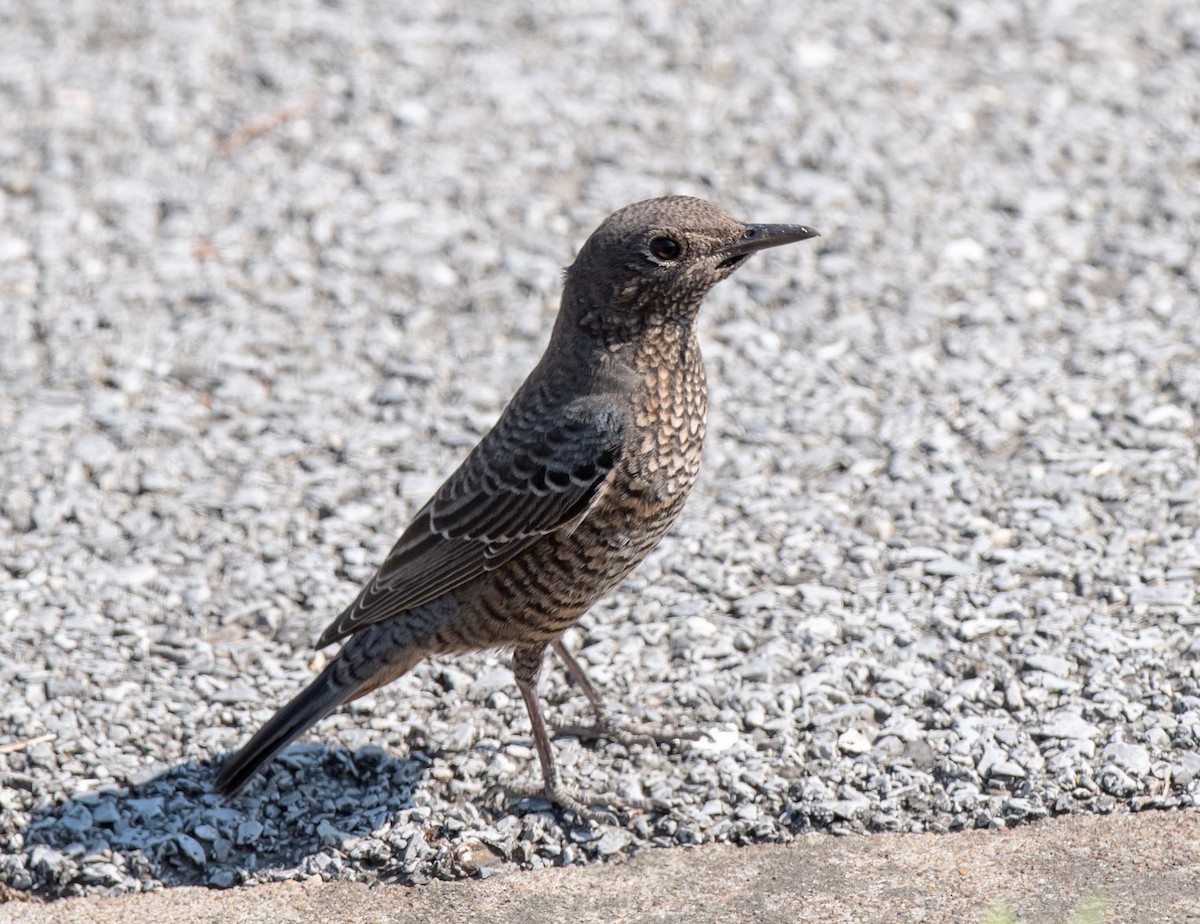 Blue Rock-Thrush - ML71248831