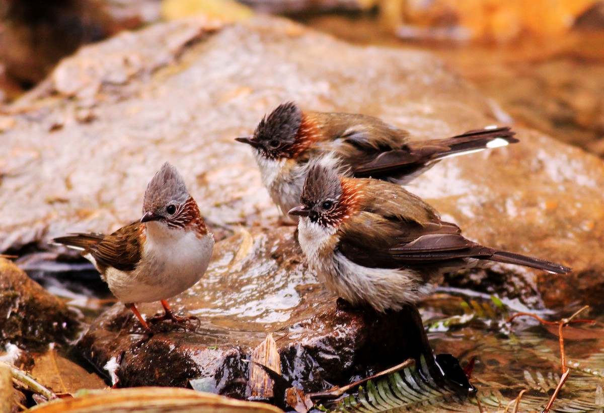 Striated Yuhina - ML712494