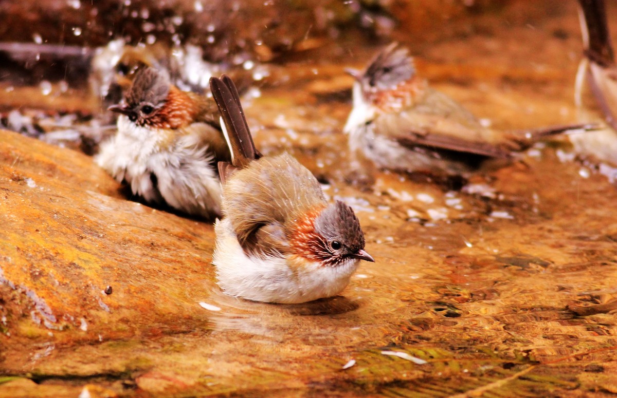 Striated Yuhina - ML712495