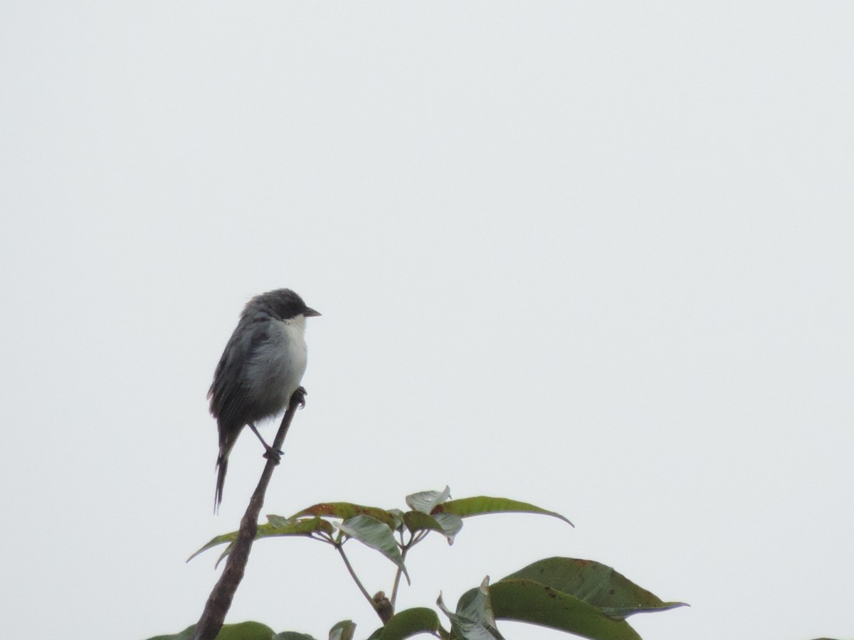 Cinereous Warbling Finch - ML71250951