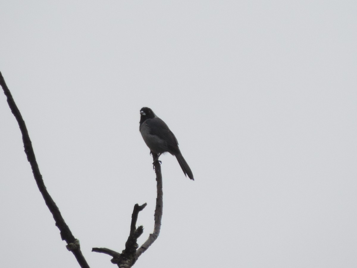 Black-faced Tanager - ML71251081