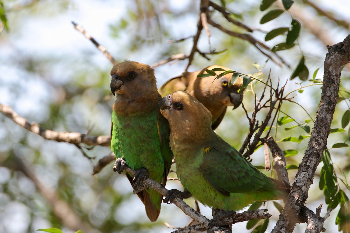 Brown-headed Parrot - ML712511