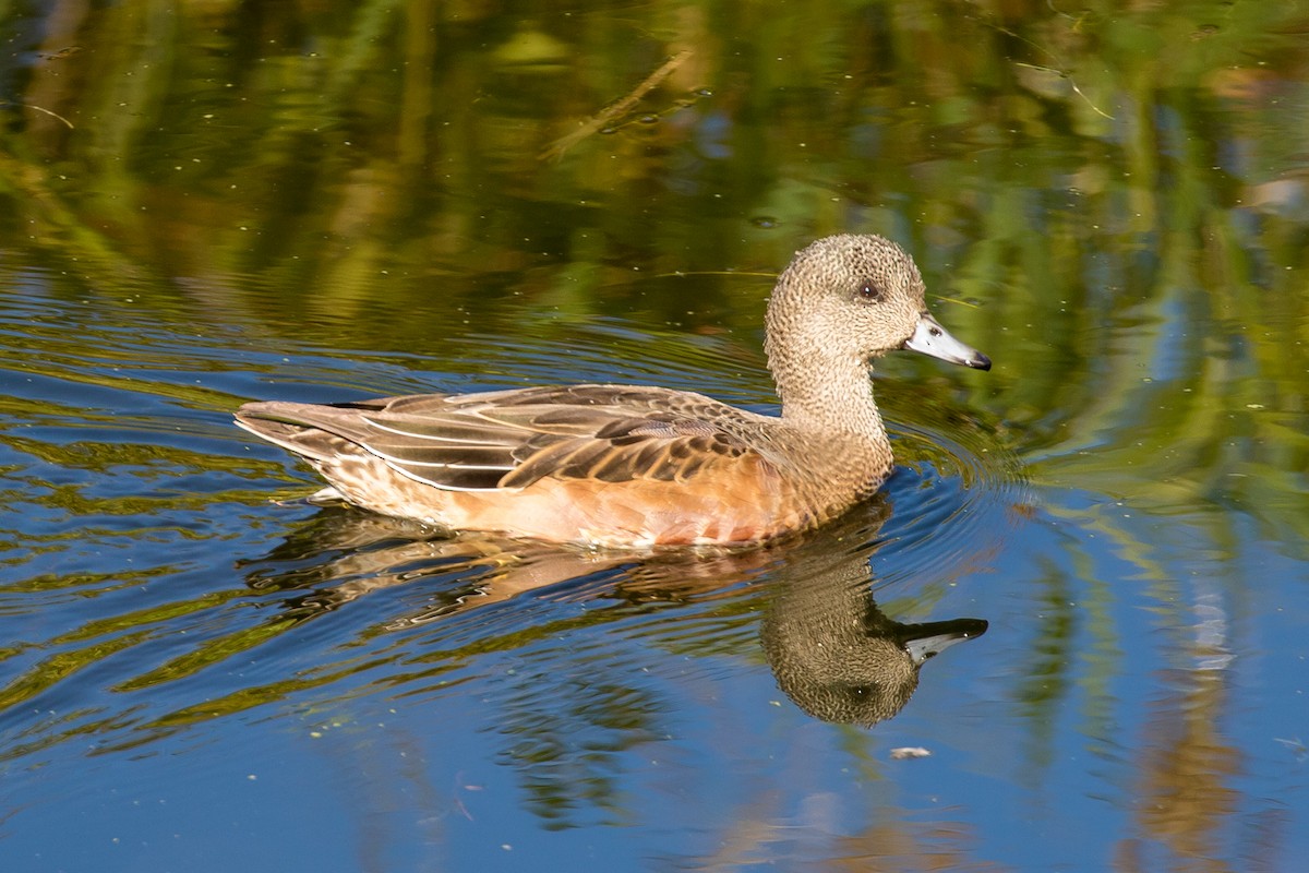 American Wigeon - John Reynolds