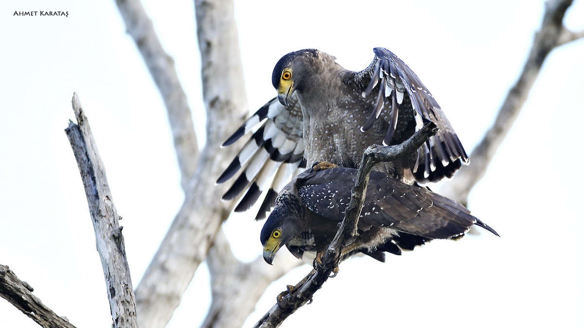 Crested Serpent-Eagle (Crested) - ML712517