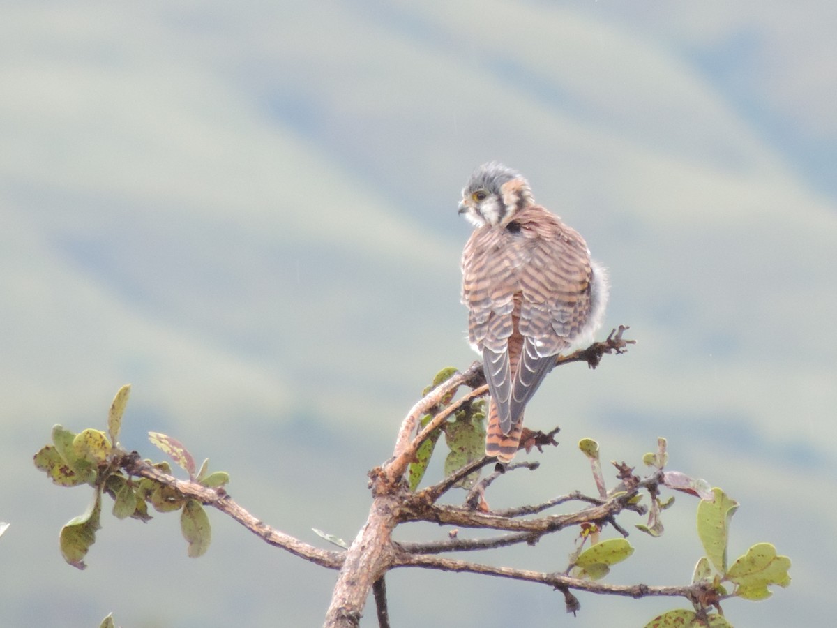 American Kestrel - ML71251891