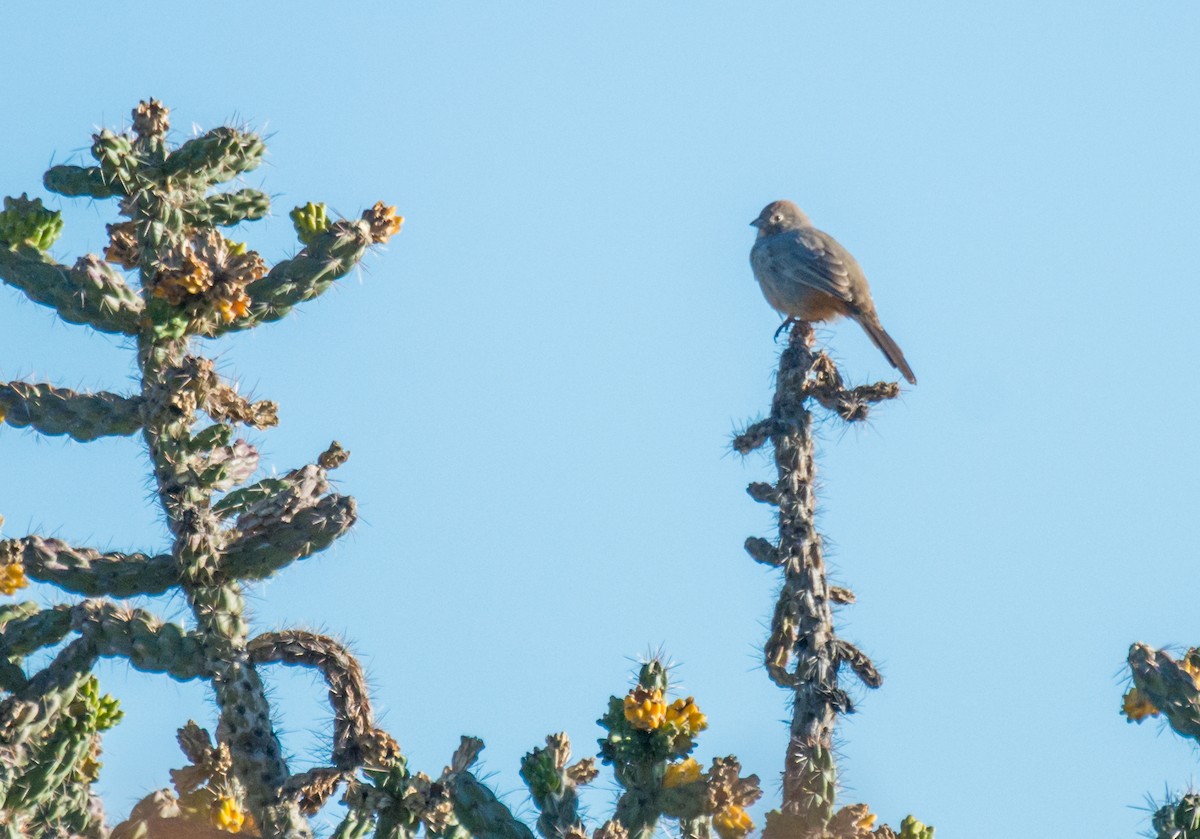 Canyon Towhee - ML71252841