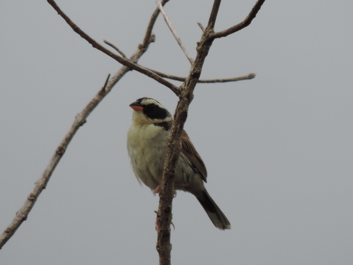 Black-masked Finch - ML71253191