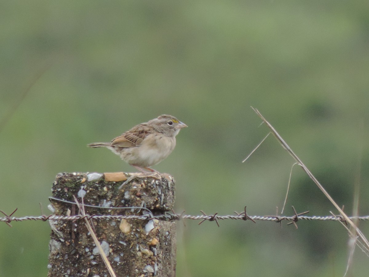 Grassland Sparrow - Edvaldo Júnior