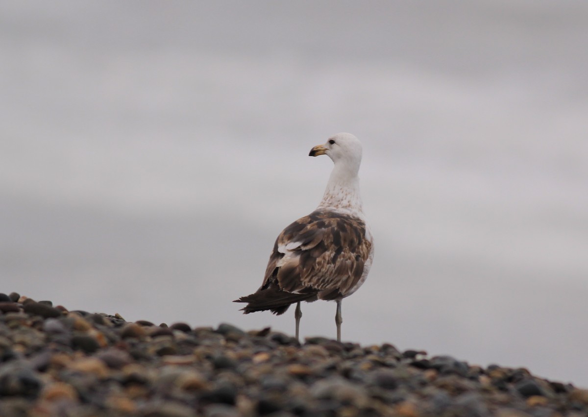 Kelp Gull - ML712537