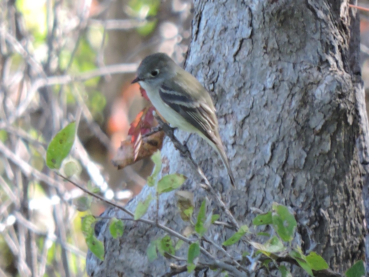 Hammond's Flycatcher - ML71253931