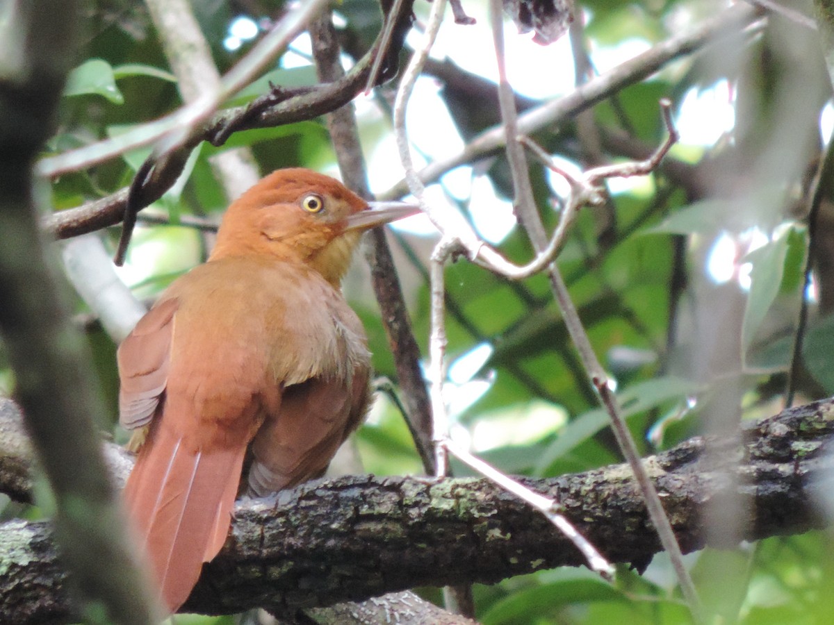 Chestnut-capped Foliage-gleaner - ML71254201