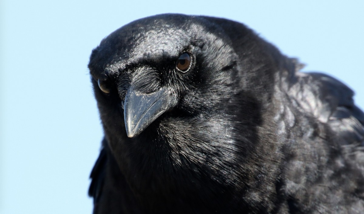 American Crow - ML71254261