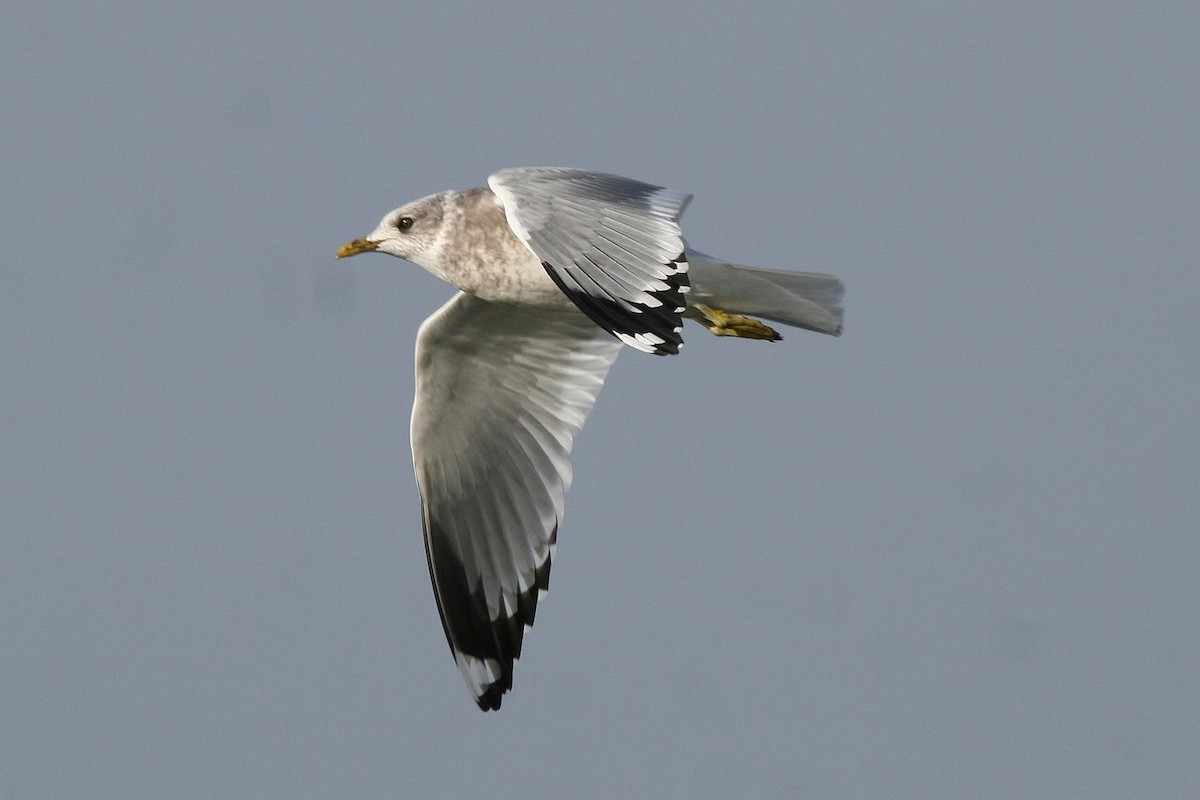 Short-billed Gull - ML71254521