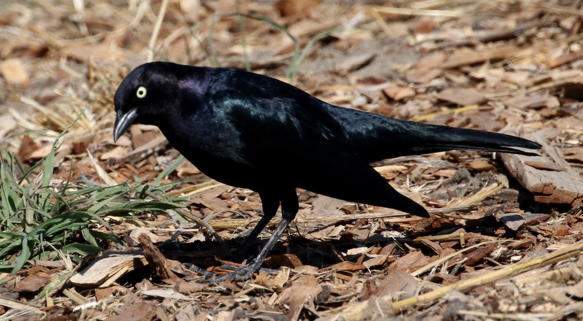 Brewer's Blackbird - ML71255371