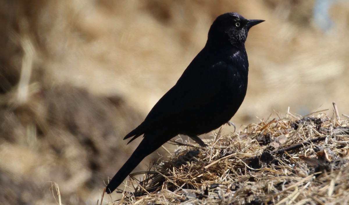 Brewer's Blackbird - ML71255621