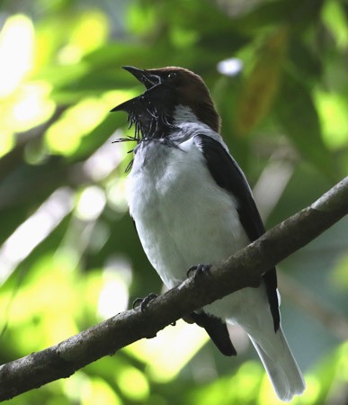 Bearded Bellbird - Hal and Kirsten Snyder