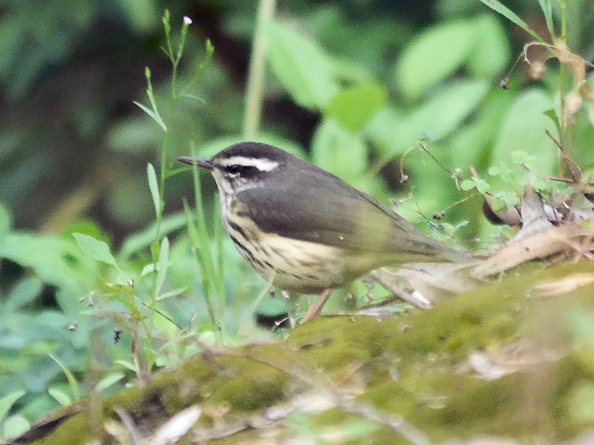 Louisiana Waterthrush - ML71257241