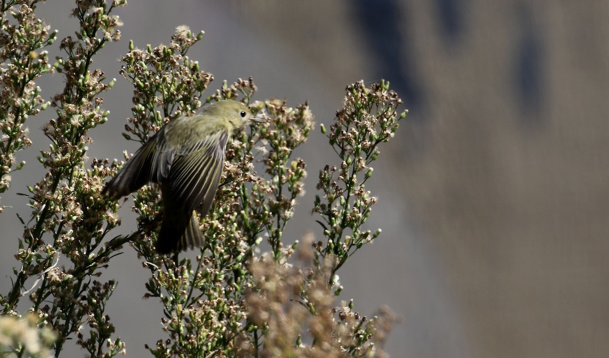 Yellow Warbler - ML71257401