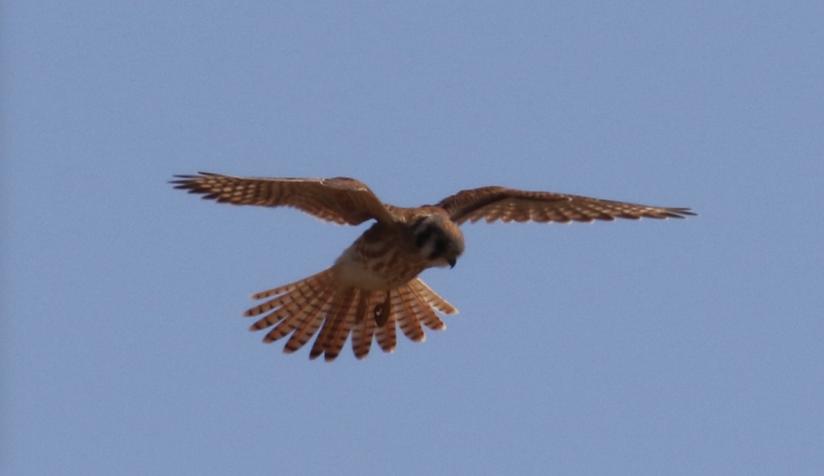 American Kestrel - ML71258071