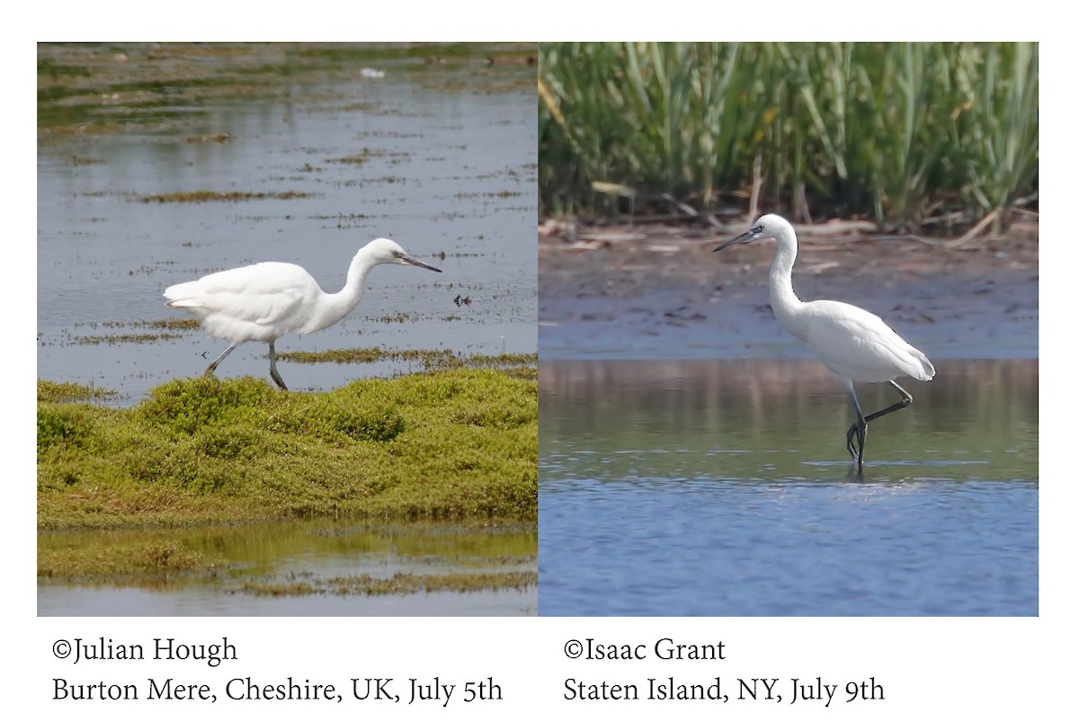 Little Egret - ML71258331