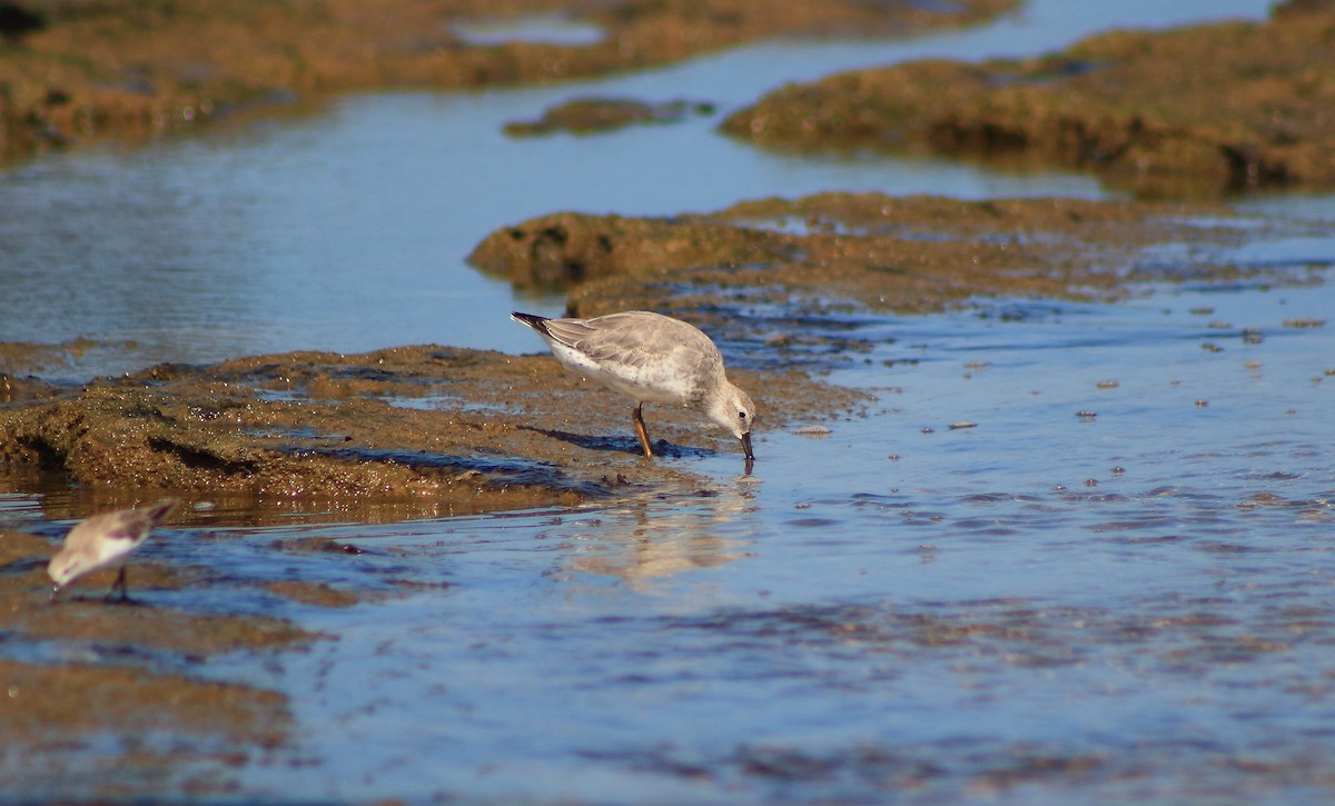 紅腹濱鷸 - ML71259761