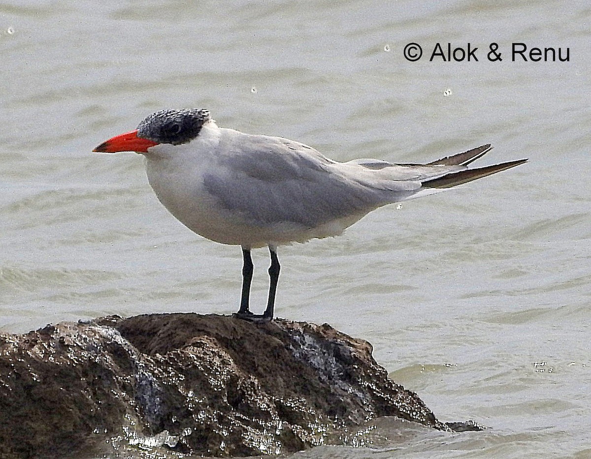 Caspian Tern - Alok Tewari