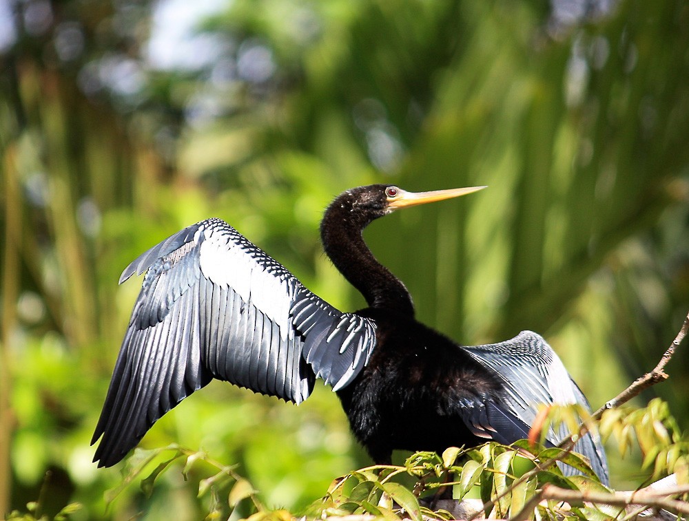 Anhinga - Jim Merritt