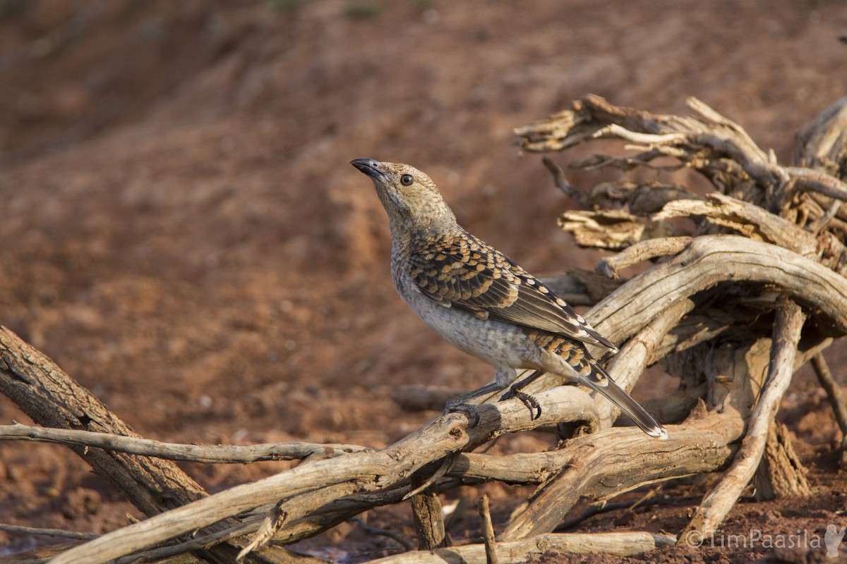 Spotted Bowerbird - Timothy Paasila