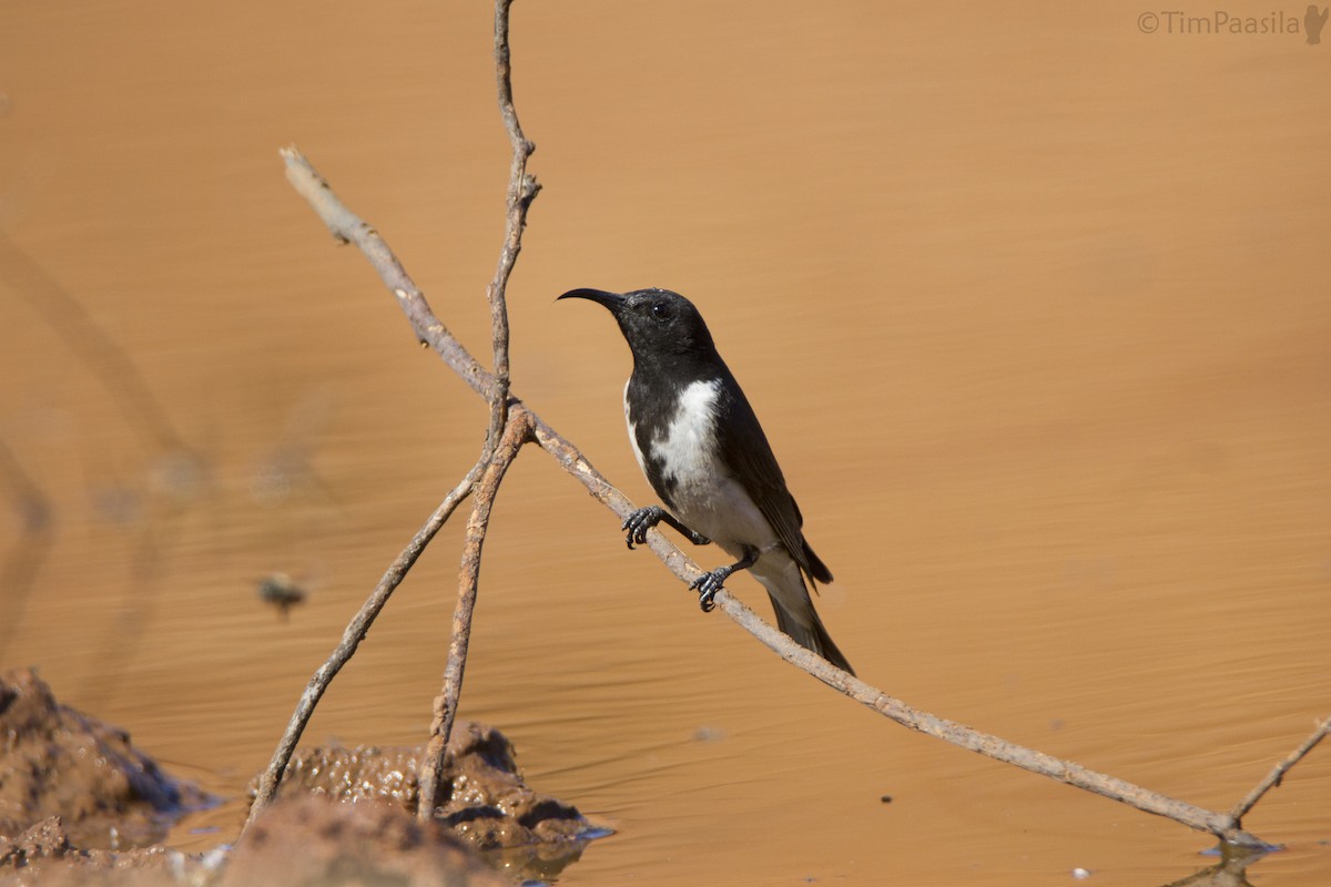 Black Honeyeater - Timothy Paasila