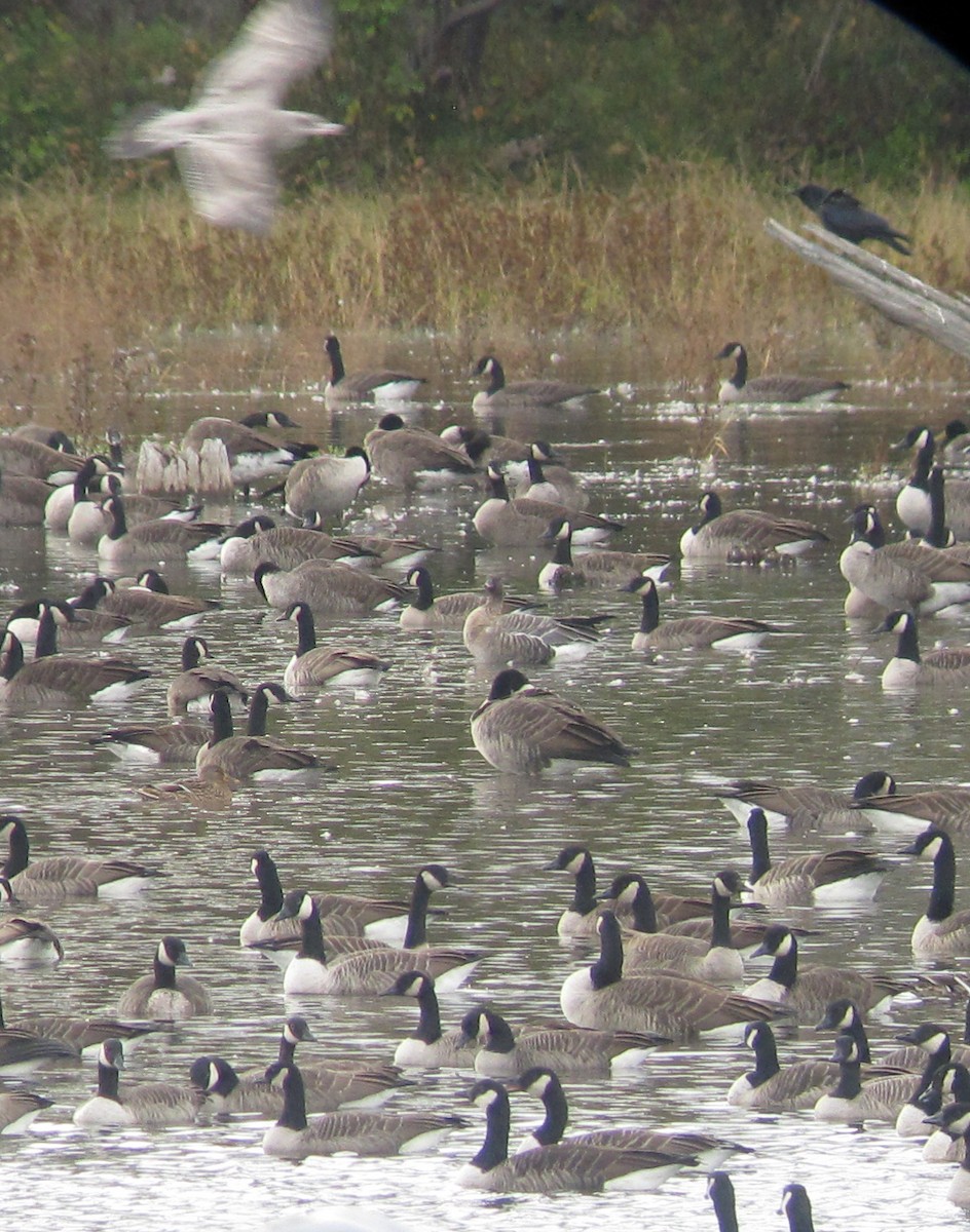 Pink-footed Goose - Bill Sheehan