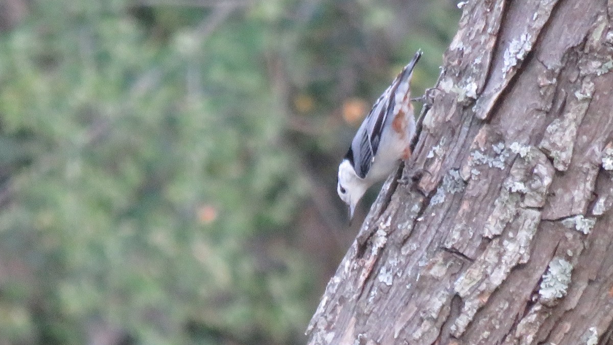 White-breasted Nuthatch - Fran Loyd