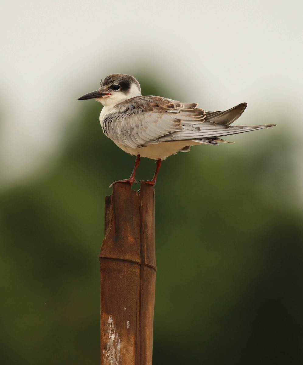 Whiskered Tern - ML71263641