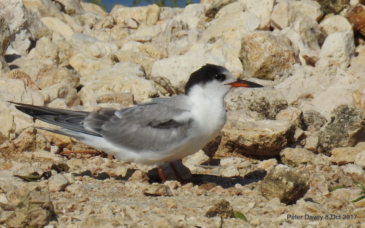 Common Tern - ML71263671