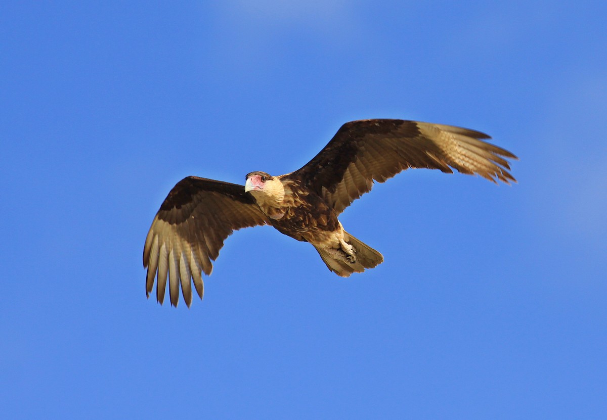 Caracara huppé (cheriway) - ML71263761