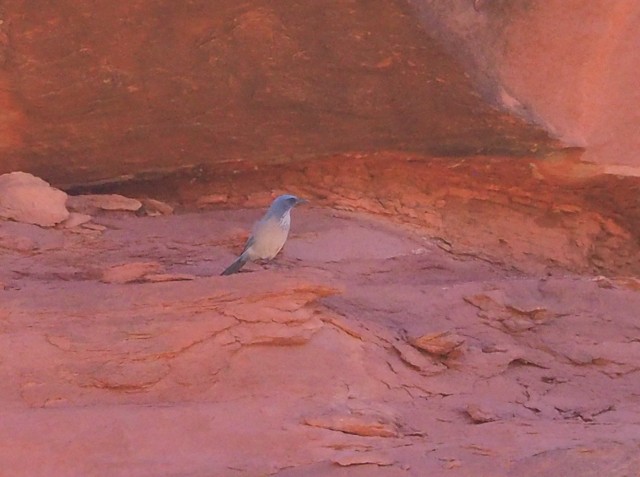 Woodhouse's Scrub-Jay - ML71263861