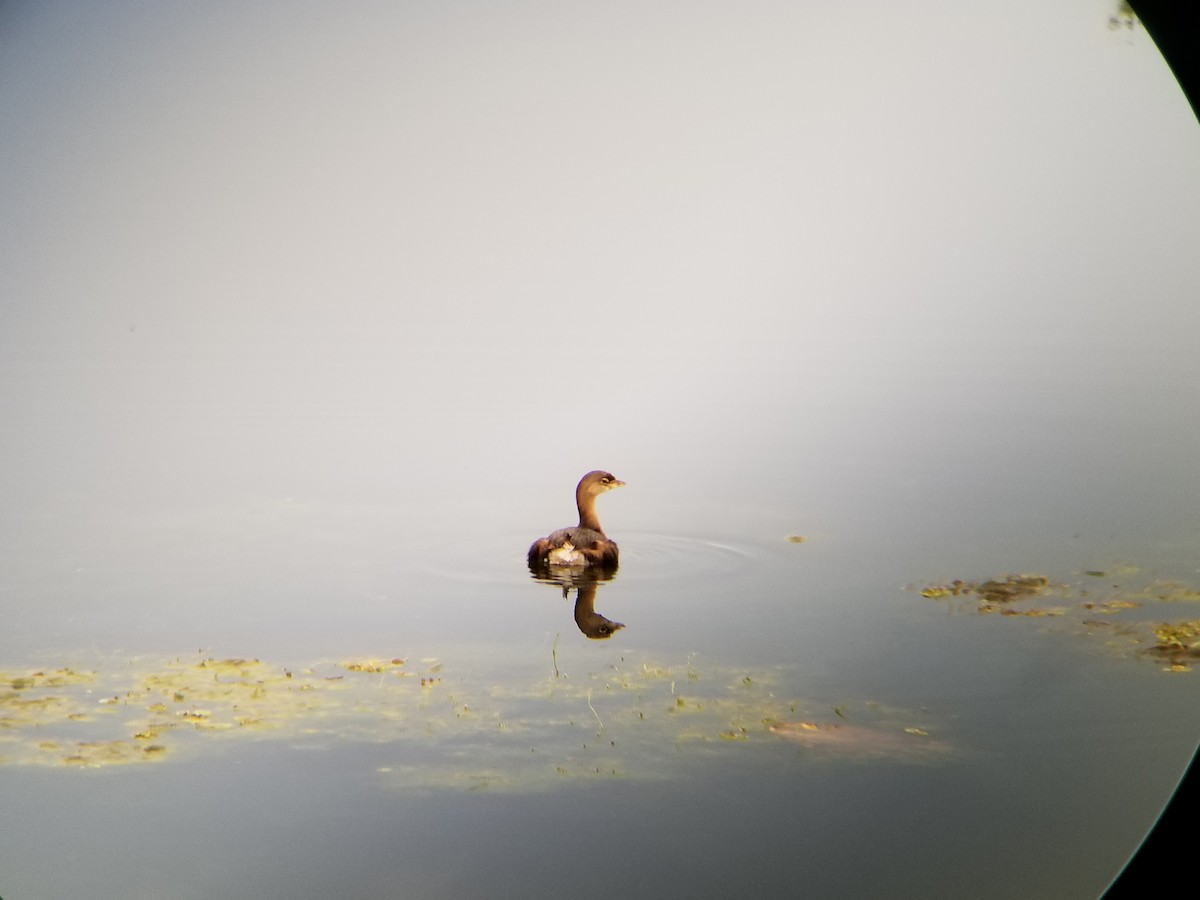 Pied-billed Grebe - Timothy O'Leary