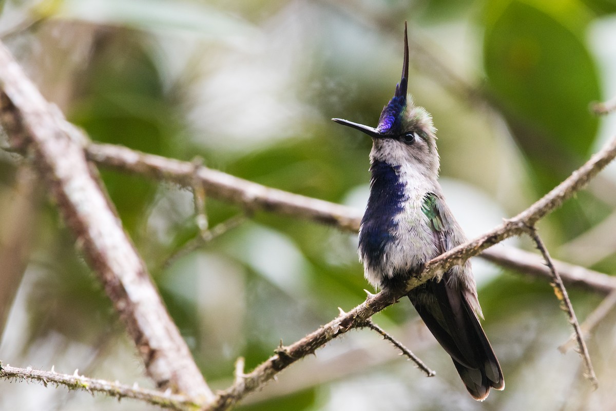 Purple-crowned Plovercrest - Claudia Brasileiro