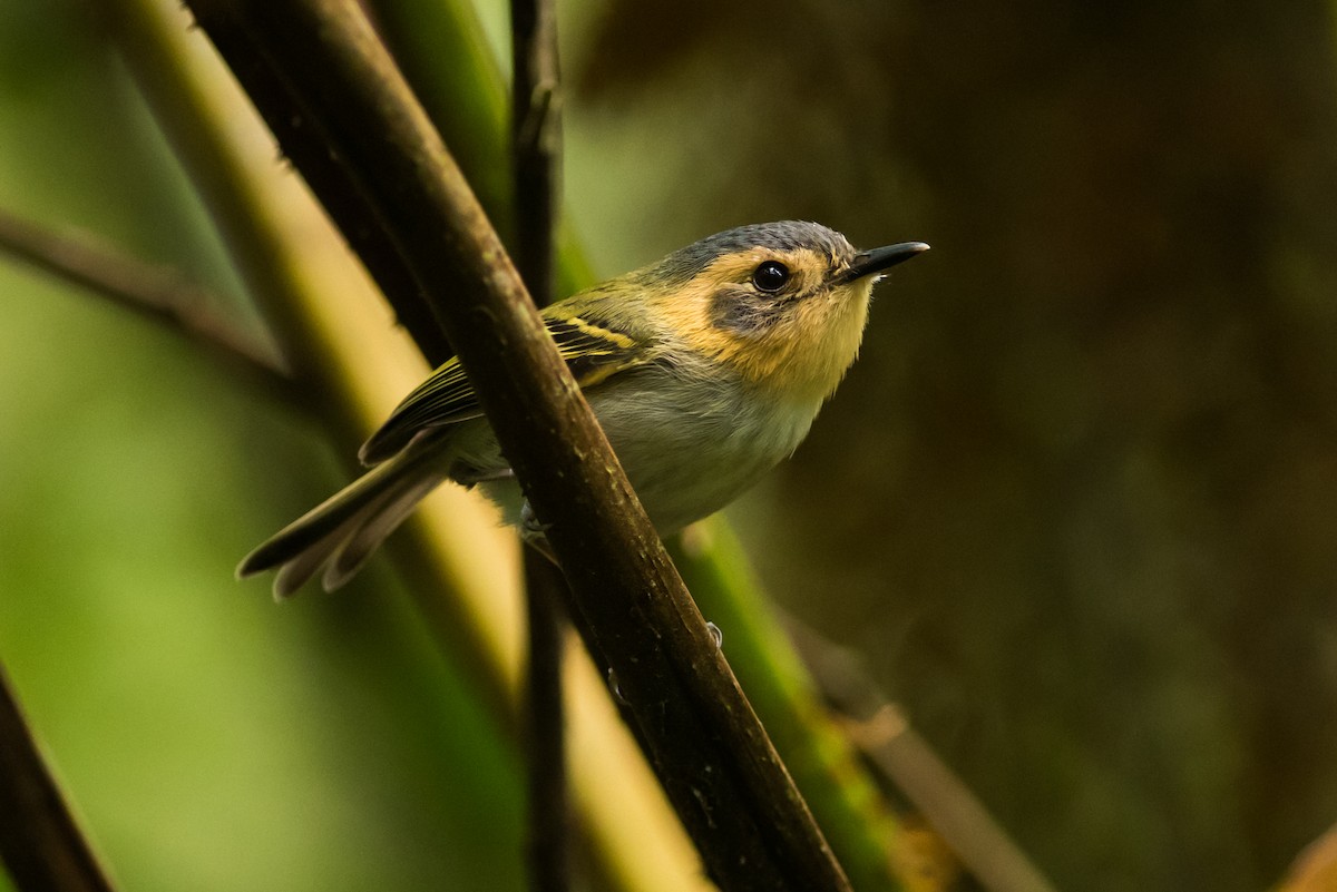 Ochre-faced Tody-Flycatcher - Claudia Brasileiro