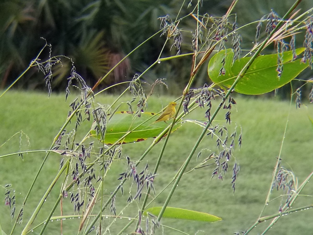 Yellow Warbler - ML71264991