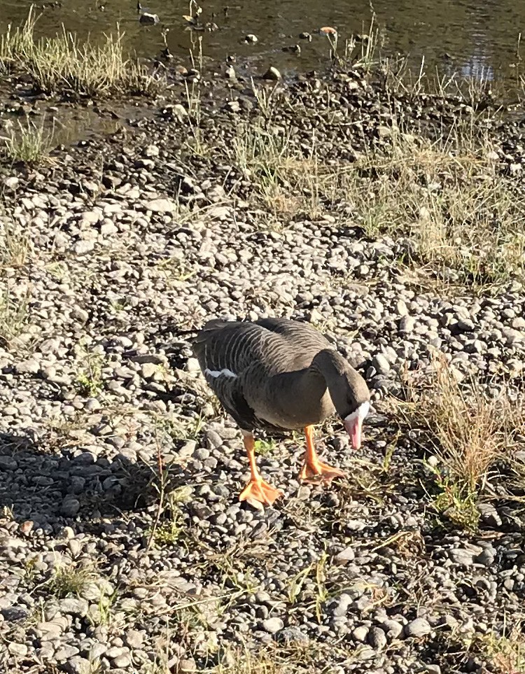 Greater White-fronted Goose - ML71265071