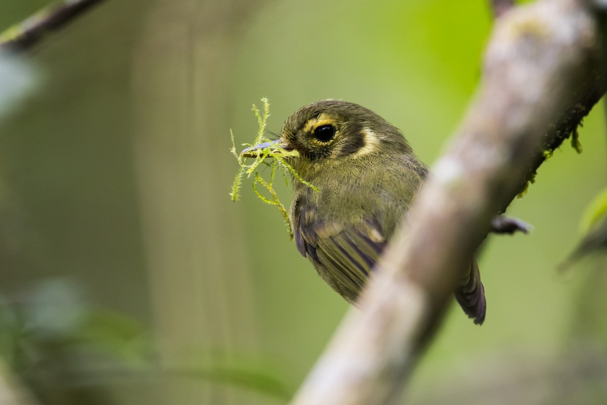 Oustalet's Tyrannulet - Claudia Brasileiro