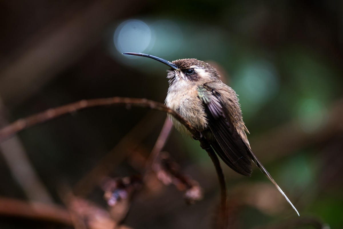 Dusky-throated Hermit - Claudia Brasileiro
