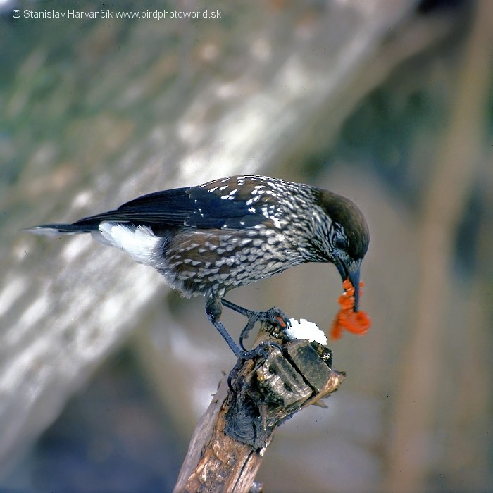 Eurasian Nutcracker (Northern) - Stanislav Harvančík