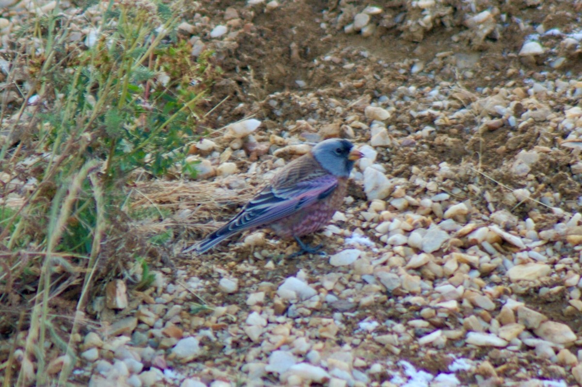 Gray-crowned Rosy-Finch - ML71265531