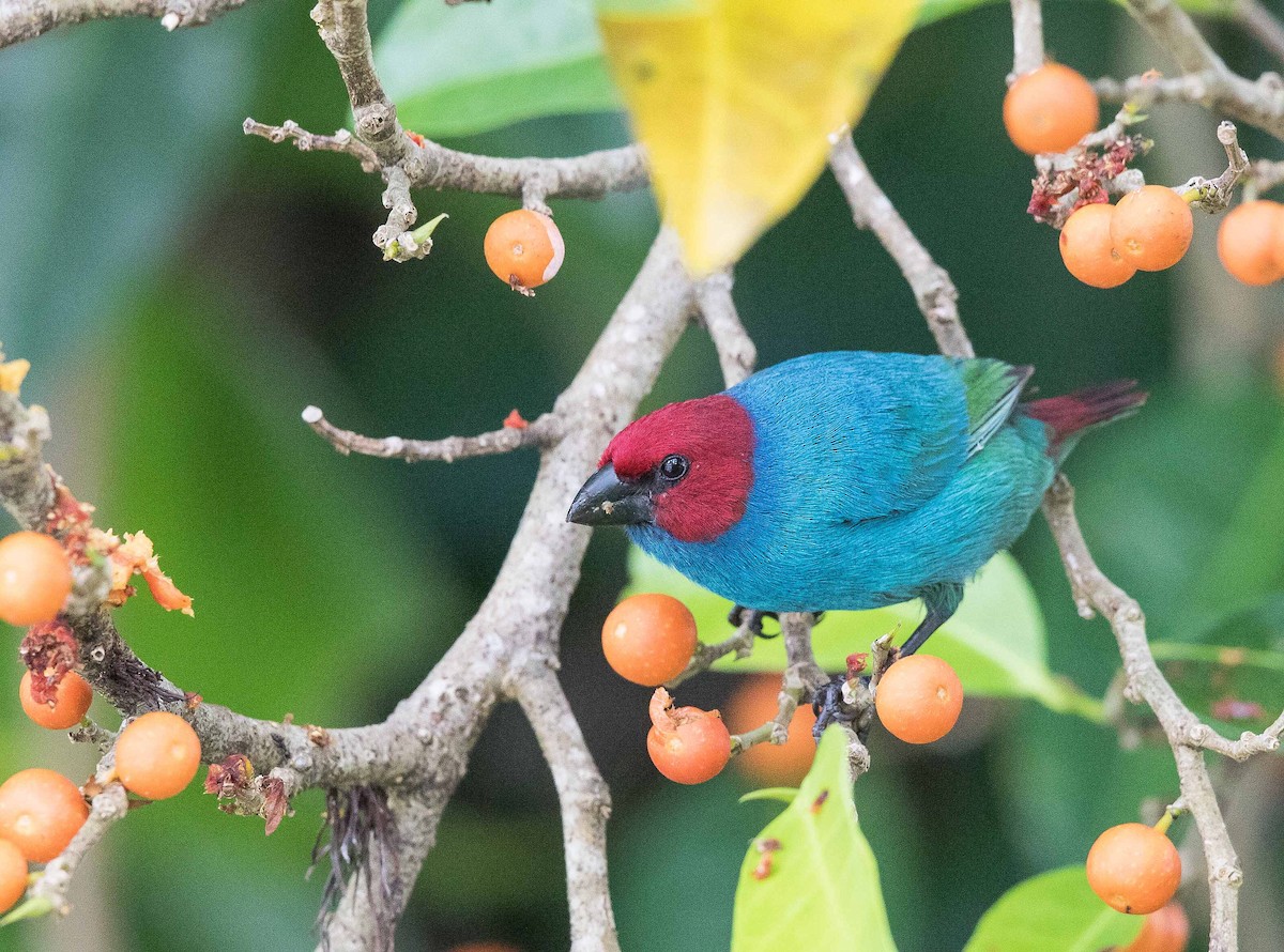 Vanuatu Papağan İspinozu (cyaneovirens/gaughrani) - ML712671