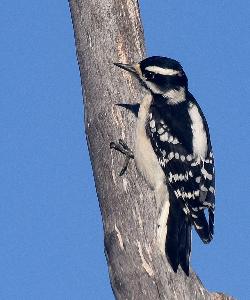 Downy Woodpecker (Eastern) - ML71267241