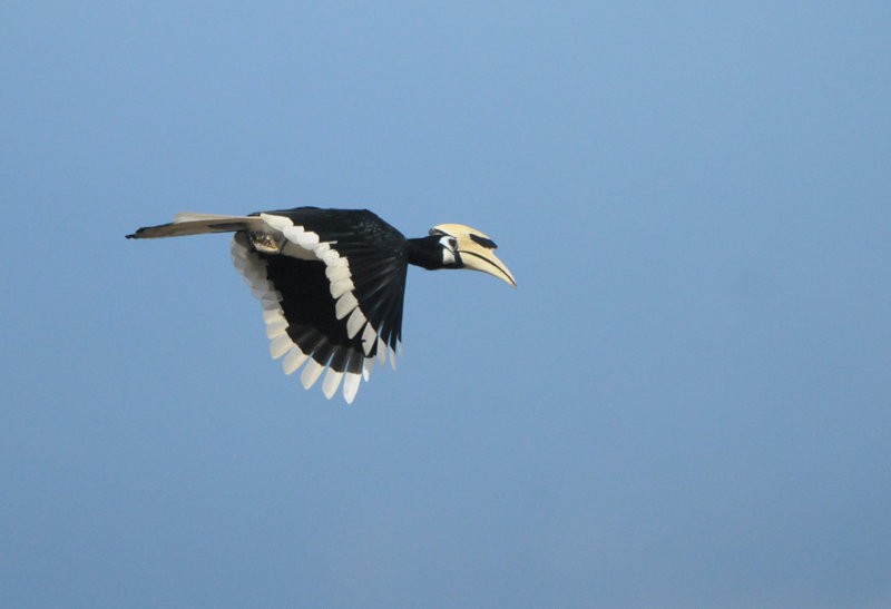 Oriental Pied-Hornbill - Tadeusz Stawarczyk